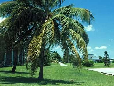 Foto: Kokosov� palma, kokosovn�k