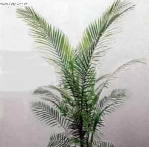 Fotky: Kokosovec Weddel�v (foto, obrazky)