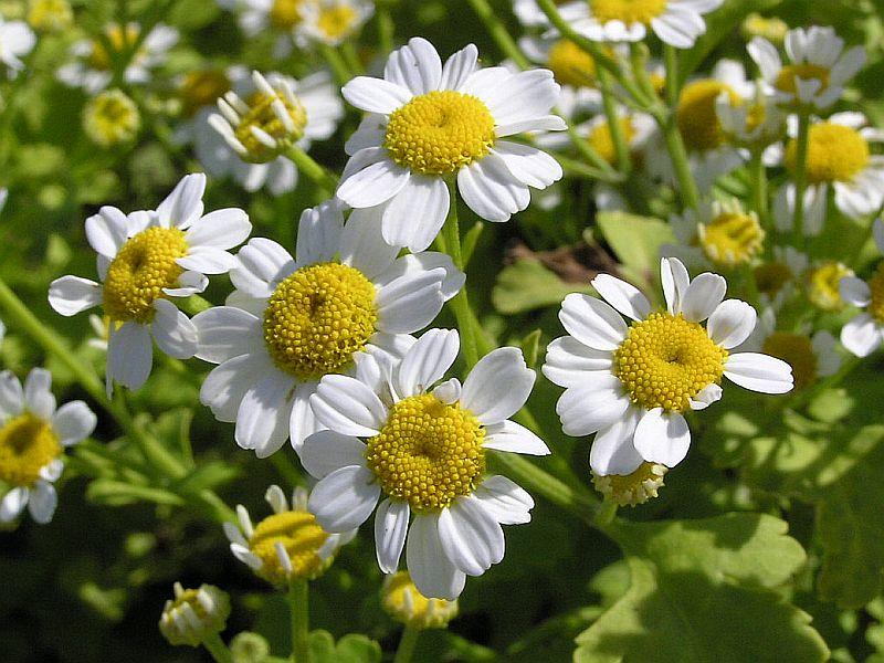 Fotky: Kopretina �imbaba (foto, obrazky)