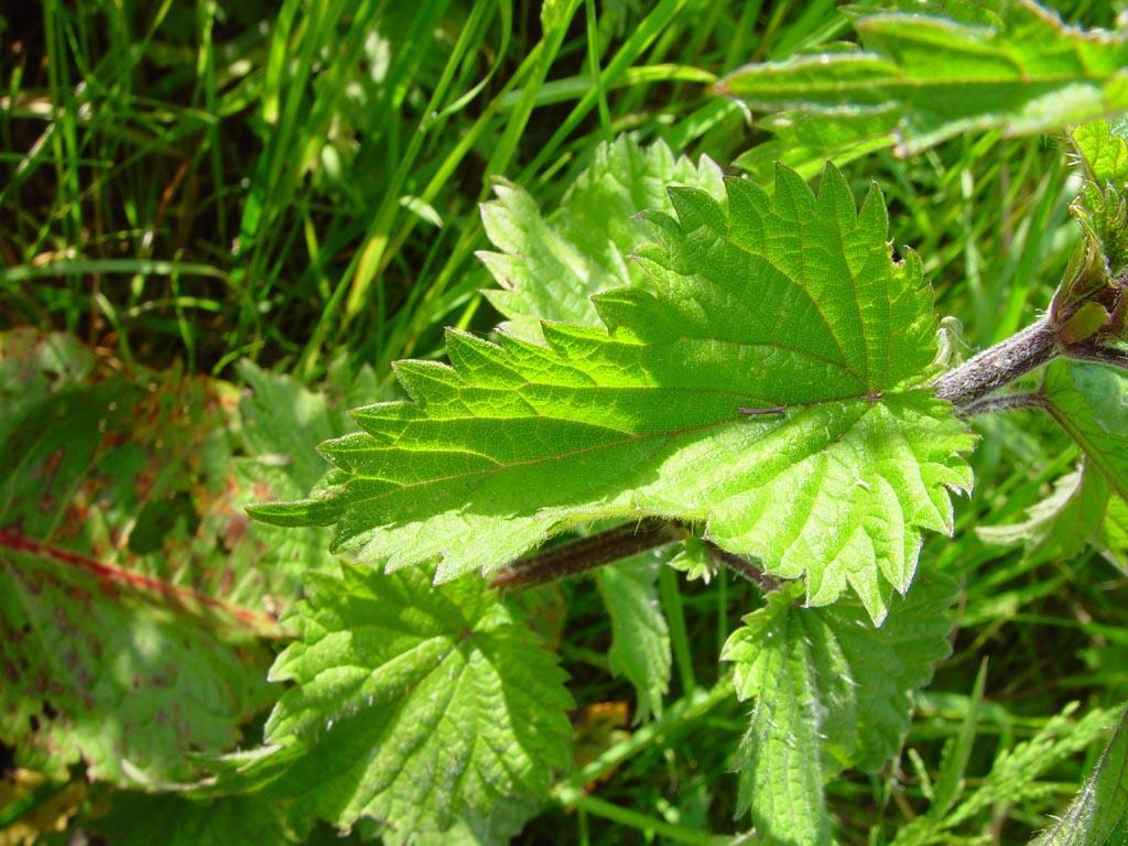 Foto: Kop�iva Dvoudom�