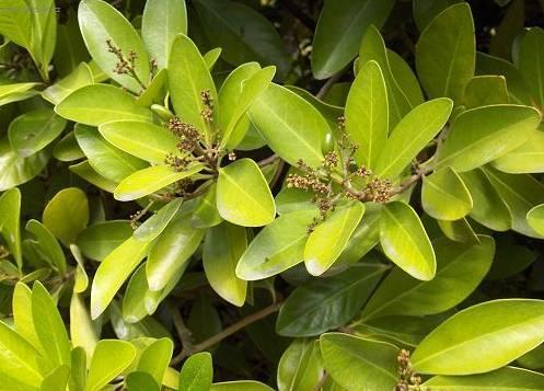 Fotky: Korynokarpus, kyjovec hladk� (foto, obrazky)