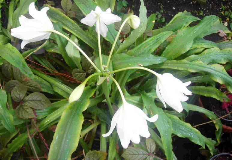 Fotky: K��n (foto, obrazky)