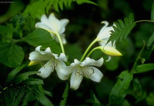 Fotky: K��n (foto, obrazky)