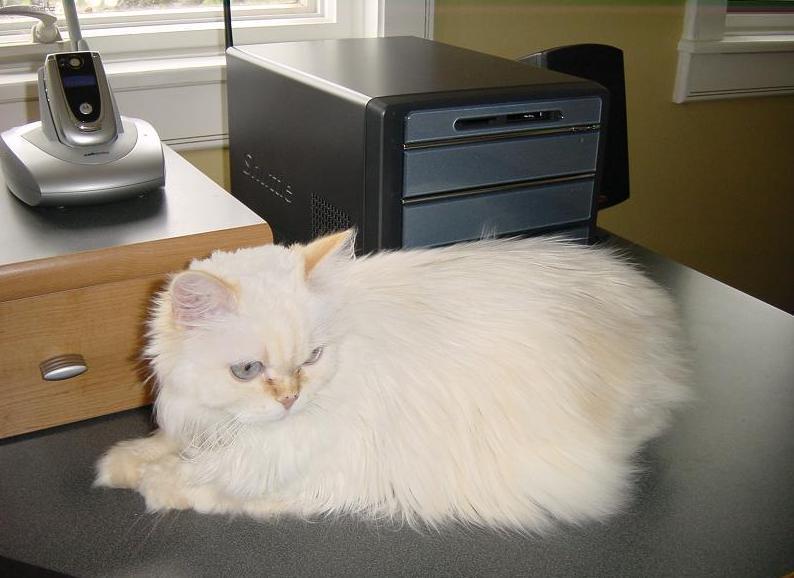 Fotky: Kymersk� ko�ka (foto, obrazky)