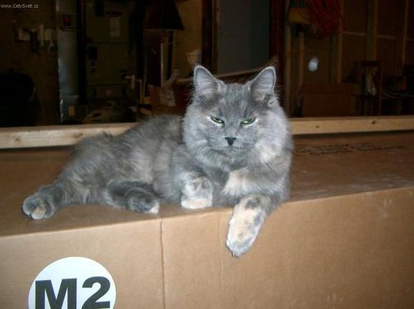 Fotky: Kymersk� ko�ka (foto, obrazky)