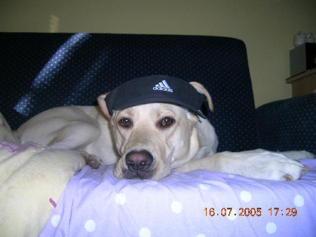 Fotky: Labradorsk� retr�vr (foto, obrazky)