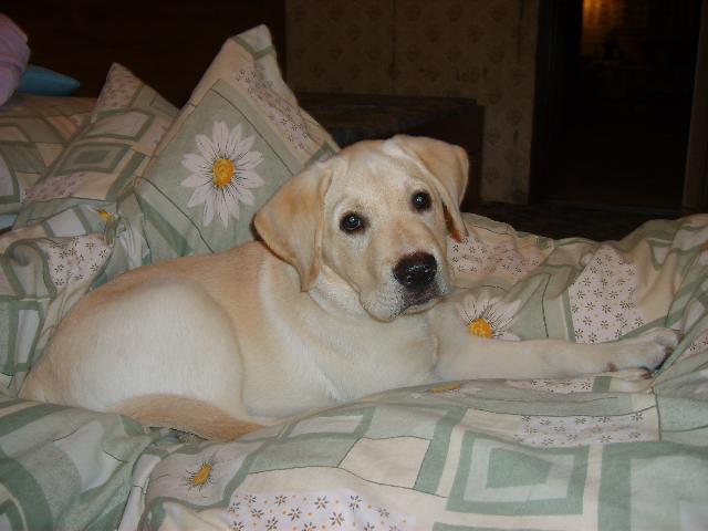 Fotky: Labradorsk� retr�vr (foto, obrazky)