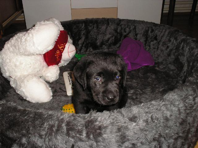 Fotky: Labradorsk� retr�vr (foto, obrazky)