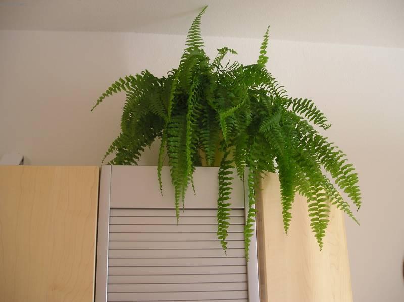 Fotky: Ledvin�k ztepil� (foto, obrazky)