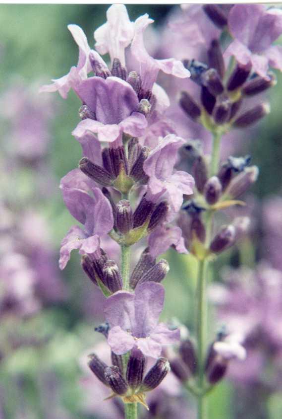 Foto: Levandule L�ka�sk�