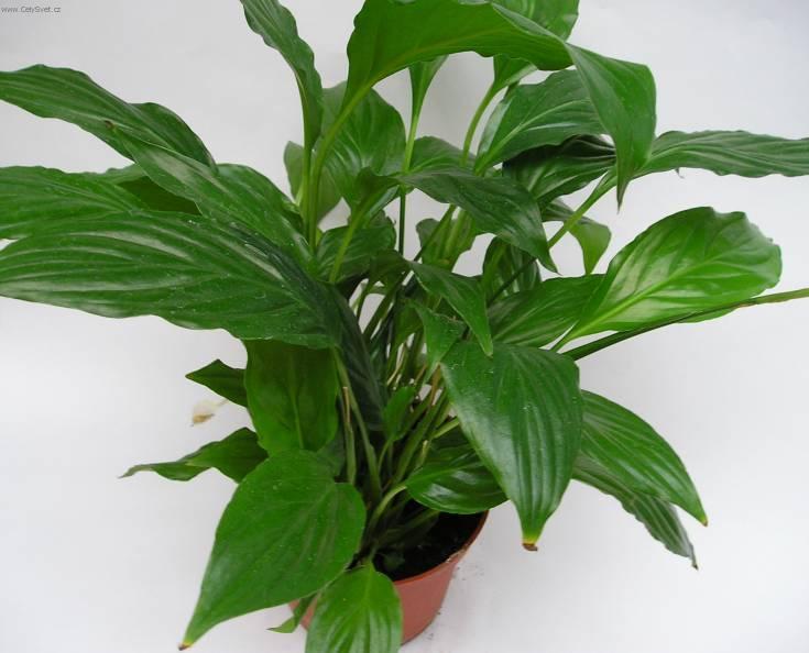 Foto: Lopatkovec-Z vlastn� sb�rky