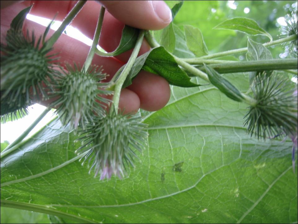 Fotky: Lopuch V�t�� (foto, obrazky)