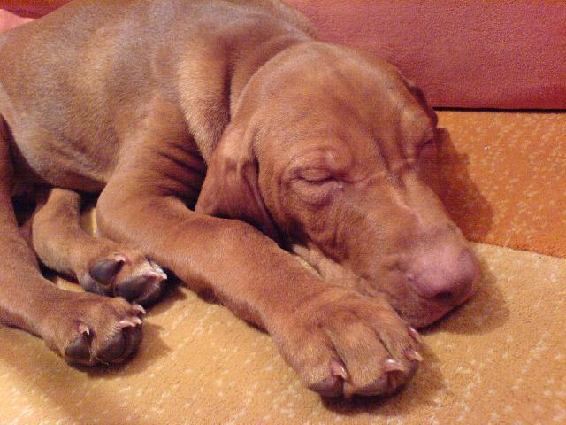 Foto: Ma�arsk� oha� kr�tkosrst�-Na�e zlat��ko. Majitelka: Kl�ra