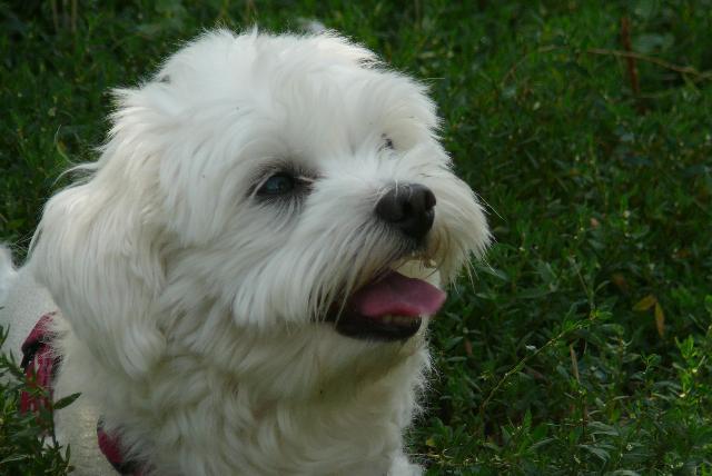 Fotky: Malt�z��ek, Malt�zsk� ps�k (foto, obrazky)