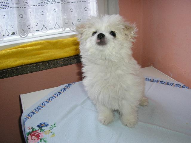 Fotky: Malt�z��ek, Malt�zsk� ps�k (foto, obrazky)