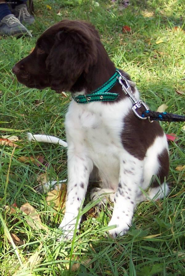 Fotky: Mal� m�nsterlandsk� oha� (foto, obrazky)