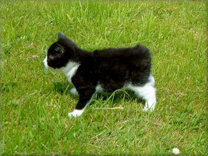 Foto: Mansk� ko�ka