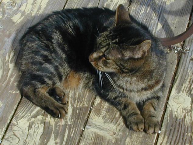 Foto: Mansk� ko�ka