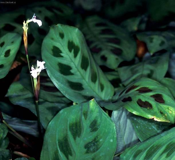 Foto: Maranta