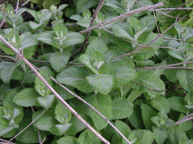 Foto: M�ta Peprn�