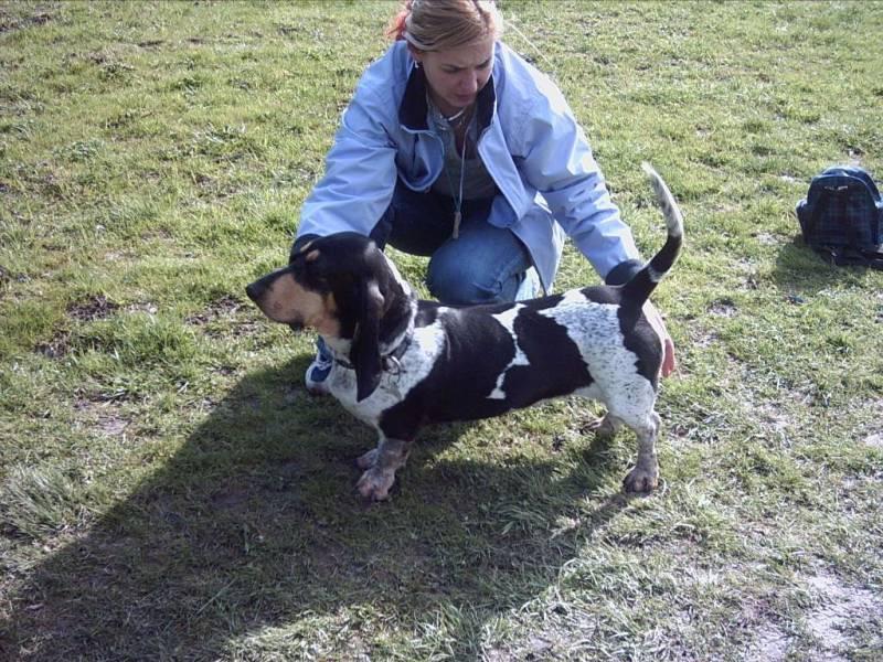 Fotky: Modr� gasko�sk� baset (foto, obrazky)