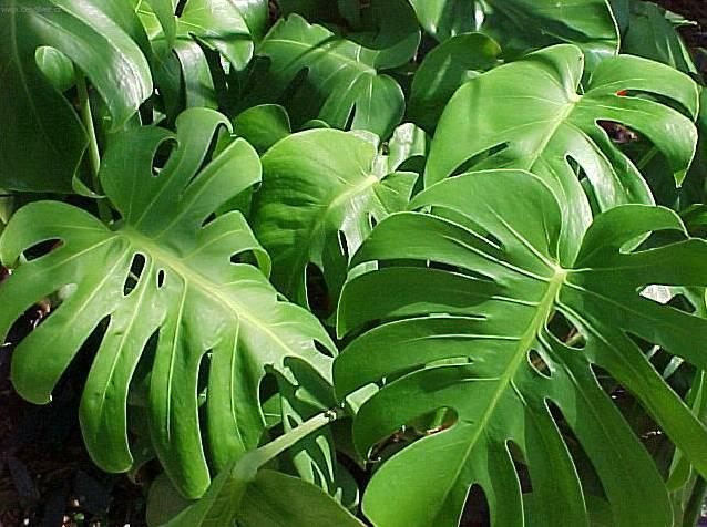 Foto: Monstera