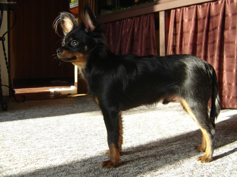 Fotky: Moskevsk� dlouhosrst� toy teri�r (foto, obrazky)