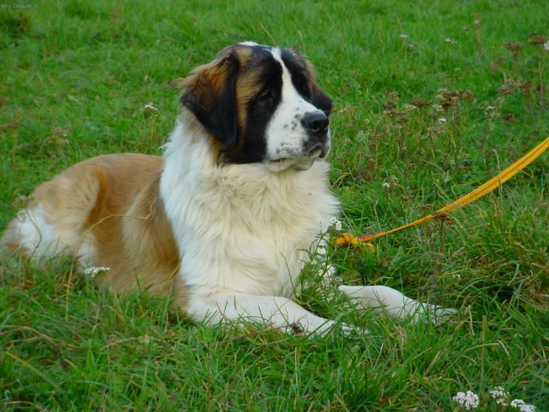 Fotky: Moskevsk� str�n� pes (foto, obrazky)