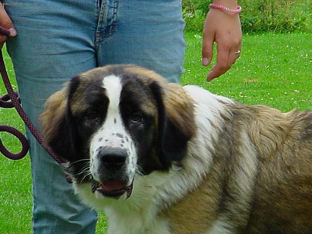 Fotky: Moskevsk� str�n� pes (foto, obrazky)