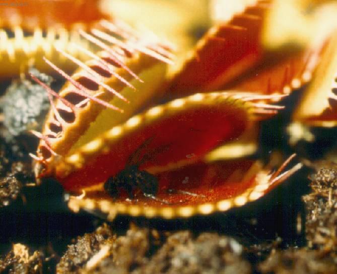 Fotky: Mucholapka podivn� (foto, obrazky)