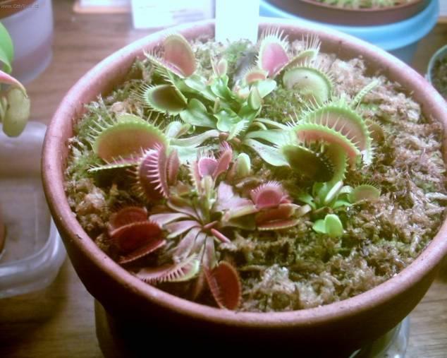 Fotky: Mucholapka podivn� (foto, obrazky)