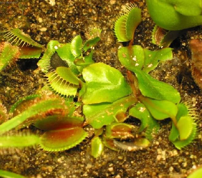 Fotky: Mucholapka podivn� (foto, obrazky)