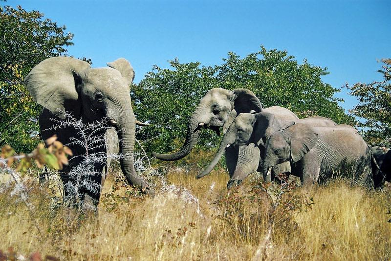 Foto: Namibie-Oshana