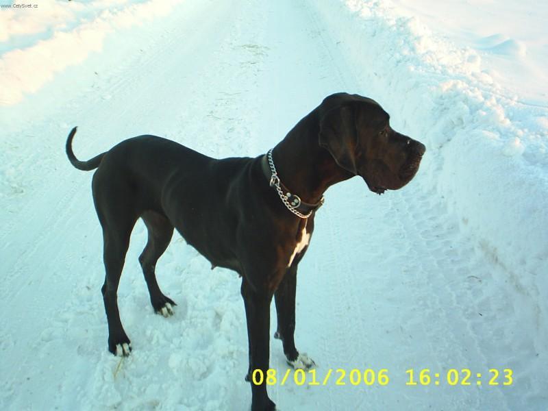 Fotky: N�meck� doga (foto, obrazky)