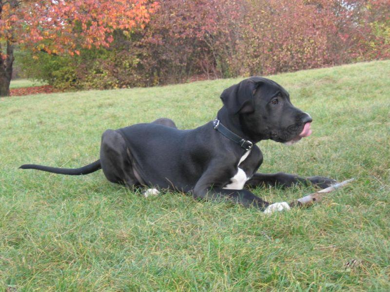 Fotky: N�meck� doga (foto, obrazky)