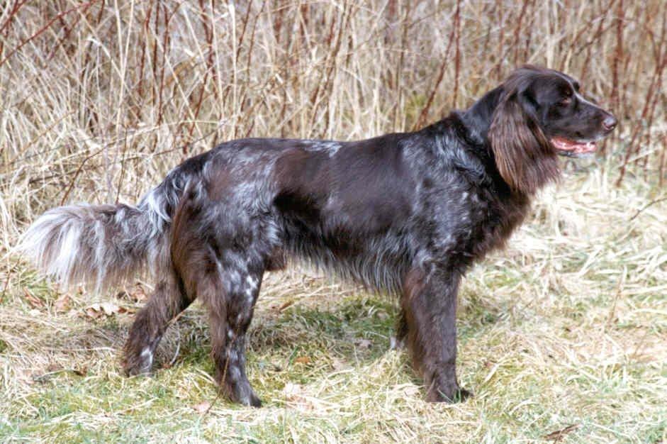 Fotky: N�meck� dlouhosrst� oha� (foto, obrazky)