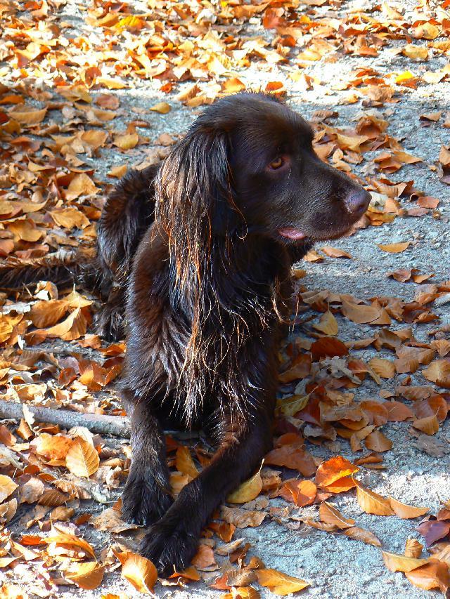 Fotky: N�meck� dlouhosrst� oha� (foto, obrazky)