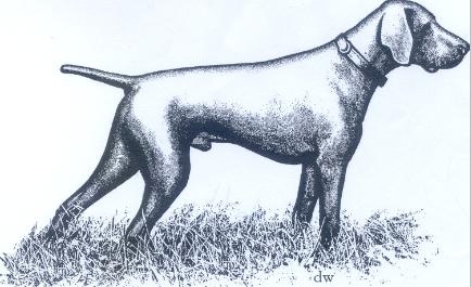 Fotky: N�meck� kr�tkosrst� oha� (foto, obrazky)