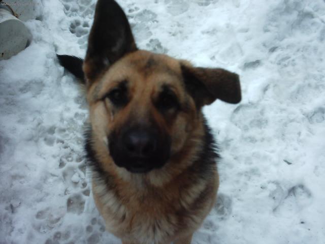 Foto: N�meck� ov��k-Bara. Majitel: Daniel Pet�ik