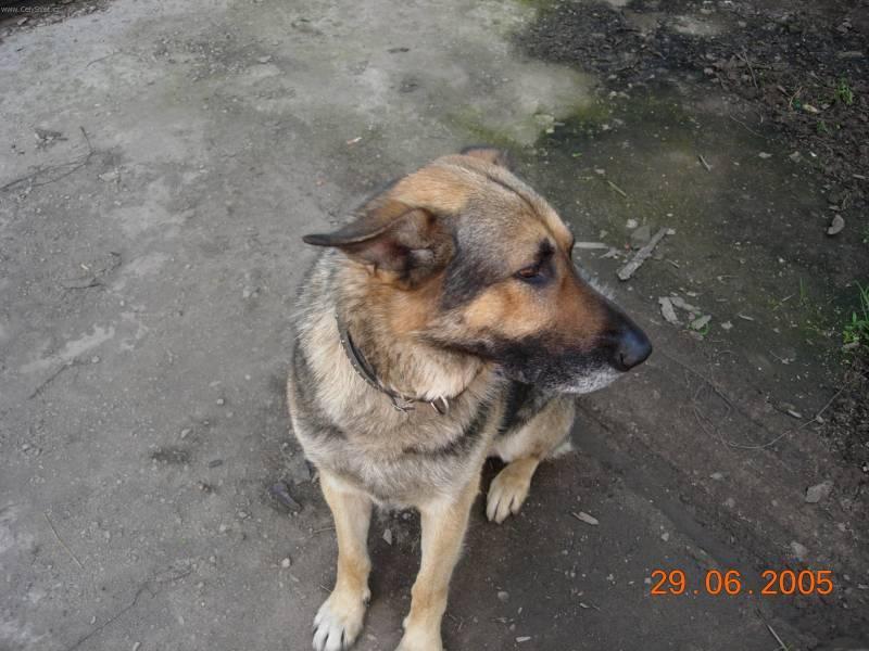 Foto: N�meck� ov��k-Timur