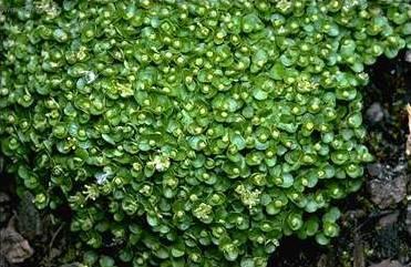 Fotky: Nertera andsk�, kor�lovka (foto, obrazky)