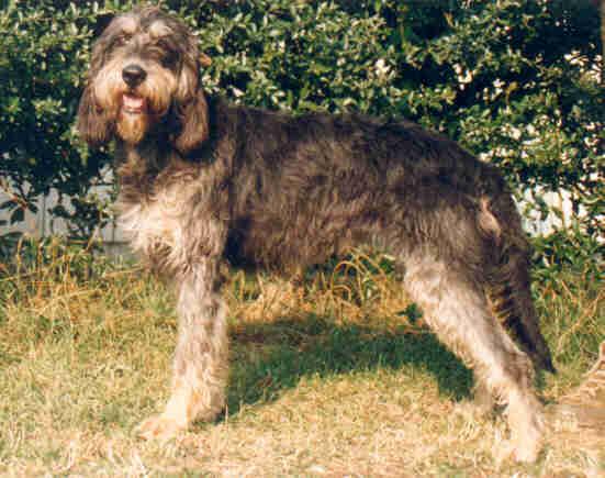 Foto: Nivernaissk� hrubosrst� honi�