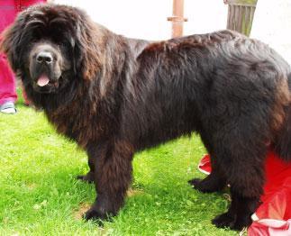 Fotky: Novofundlandsk� pes (foto, obrazky)