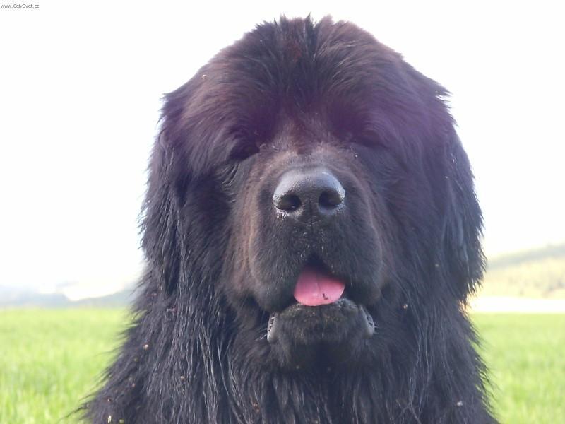 Fotky: Novofundlandsk� pes (foto, obrazky)