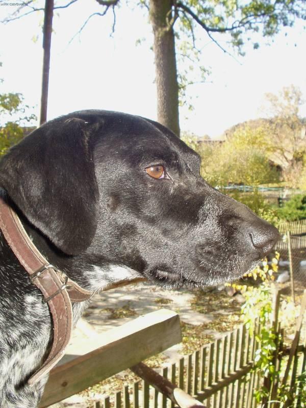 Foto: Oha�i-Majitel: Pavel