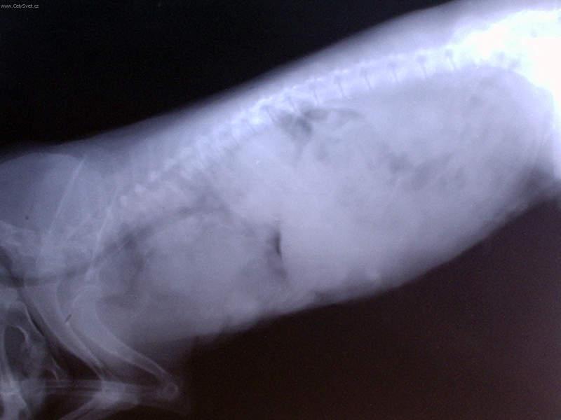 Foto: Onkologie - Novotvary ml��n� �l�zy u fen