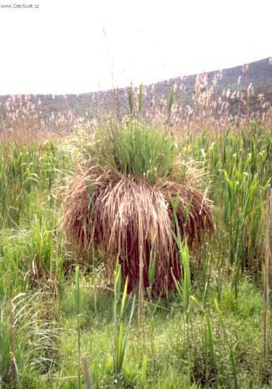 Fotky: Ost�ice (foto, obrazky)