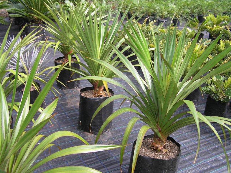 Fotky: Pand�n (foto, obrazky)