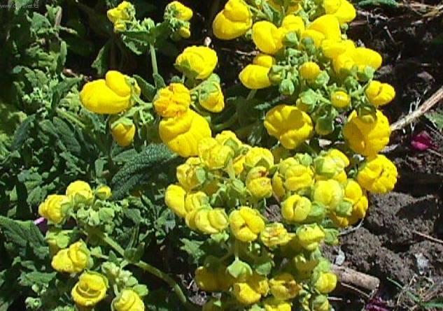 Foto: Pantofl��ek, kalceol�rie, dmuloret