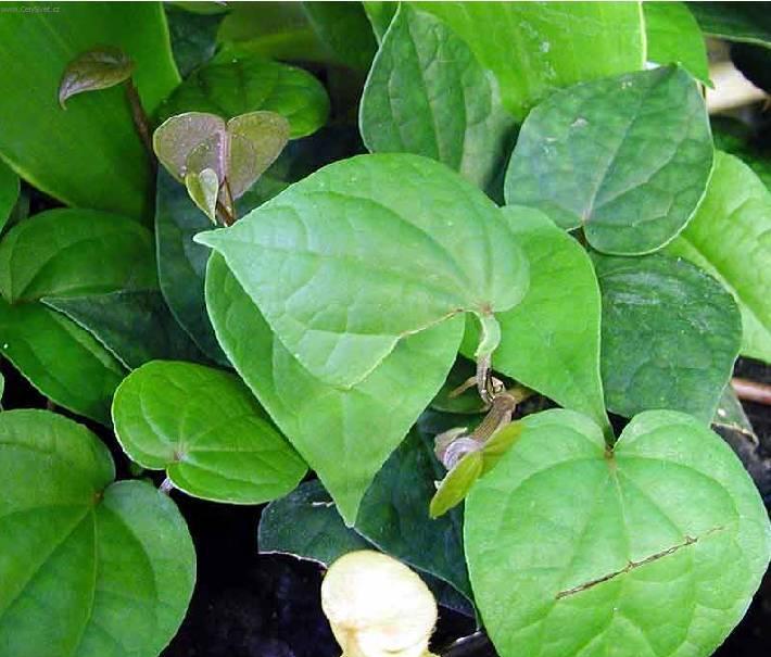 Fotky: Paro�natka (foto, obrazky)